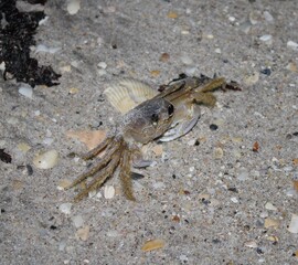 crab on the beach