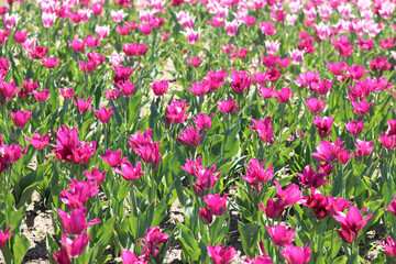 Tulips blooming. Beautiful pink tulips on a sunny day. Natural floral background. Tulip field. Bright flowers in the park