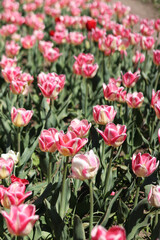 Fototapeta premium Tulips blooming. Beautiful pink tulips on a sunny day. Natural floral background. Tulip field. Bright flowers in the park