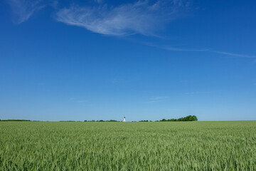 Vast green wheat field under a clear blue sky with trees and a church on the horizon. Perfect for...