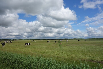 ostfriesische Landschaft mit Wolken und Kühen