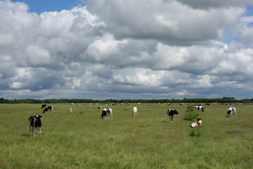 ostfriesische Landschaft mit Wolken und Kühen