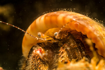 hermit crab on a coral reef (Clibanarius cuanensis) Mediterranean sea, Alghero, Sardinia, Italy