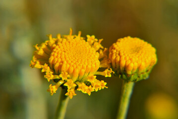 Two Lavender cotton flowers on a blurred background