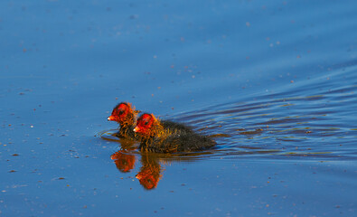 Eurasian coot - Fulica atra, two chicks