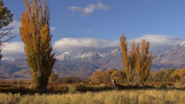 LTR pan of pastures and cottonwoods in golden fall colors, with the high snow-capped peaks of the Sierra Nevada in the background.  Filmed in the Owens Valley near Bishop, California.