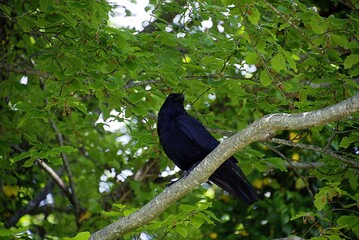 Corbeau sur la branche .
