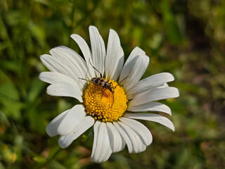Long-Horned Beetle Resting on a White Daisy