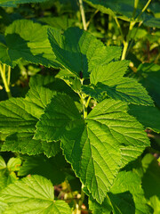 Lush Green Leaves of a Berry Bush