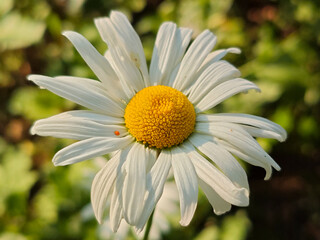 Vivid White Daisy in Bright Sunlight
