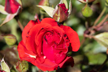 A red wheel still in the process of blooming with some bruised petals - blurred background