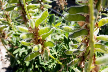 Little furry ones on a bush