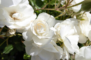 Several beautiful white roses photographed up close