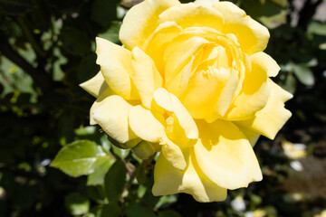 A beautiful lonely yellow rose on a blurred background