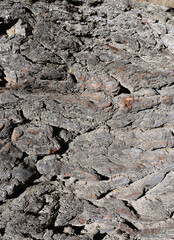 Vertical image showing up close the roughness and texture of a tree's bark