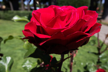 A beautiful lonely red rose on a blurred background