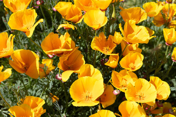 Beautiful garden of Eschscholzia californica in the sun