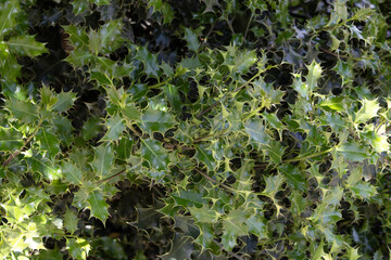 Small shrub with green thorny leaves