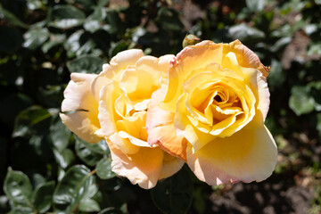 Yellow roses with slightly damaged petals