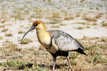 A collared curicaca bird walking on undergrowth