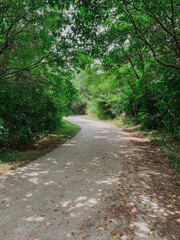 Curving Forest Pathway with Sun-Dappled Light Through Green Foliage, Tranquil Nature Trail Surrounded by Lush Trees in Summer