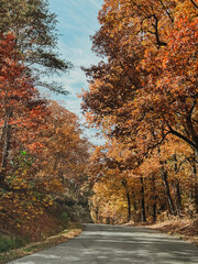 Fototapeta premium Scenic Winding Road Through Vibrant Autumn Forest with Colorful Fall Foliage, Serene Nature Drive Under Bright Blue Sky, Peaceful Landscape of Trees in Peak Fall Colors, Outdoor Travel Concept