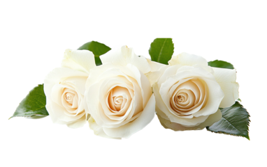 Three white roses are arranged in a row, with their stems sticking out of a leaf