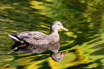 wild duck in the water