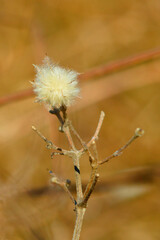 Pusteblume ausgetrocknet