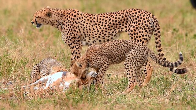 Cheetah And Cubs Eating Prey Antelope In Tanzania Grassland
