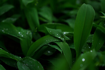 Pure green leaves with clean water after rain. 