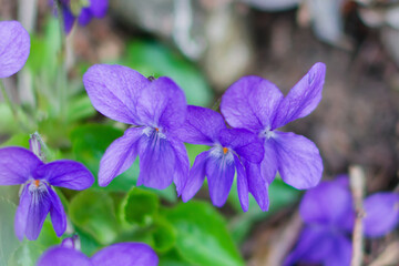 Blume