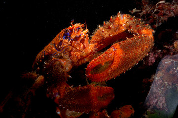 Spinous Colorful squat lobster (Galathea strigosa), Mediterranean Sea, Alghero, Capo Caccia,...