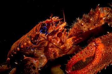 Spinous Colorful squat lobster (Galathea strigosa), Mediterranean Sea, Alghero, Capo Caccia,...