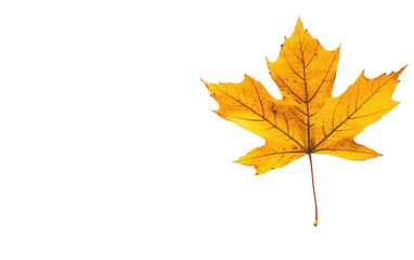 Leafy yellow maple leaf is on a white background