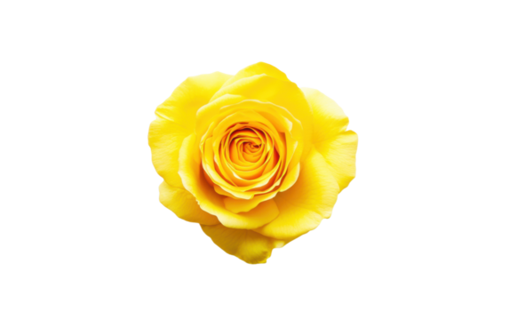 Yellow rose with a heart shape