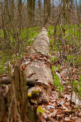 toter Baum