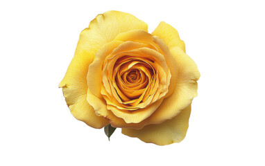 Single yellow rose is the main focus of the image