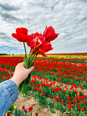 Minimalist floral composition of woman hand with red tulip bouquet amid flower field.