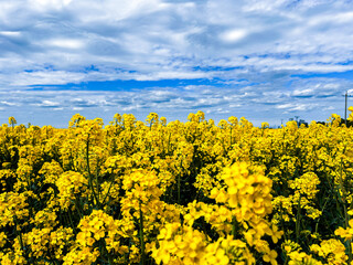 Vibrant horizontal image of yellow rapeseed flower field and blue sky. Concept of Ukraine freedom. Ukrainian flag in nature.