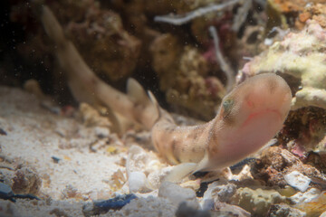 The small-spotted catshark or lesser spotted dogfish, Scyliorhinus canicula, is a cat shark. Alghero, Sardinia, Mediterranean sea