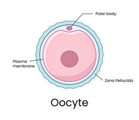 Development of fertilized oocyte