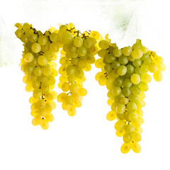 Luscious green grapes cascading with vibrant leaves, symbol of abundance on the transparent background