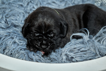 Adorable newborn Cane Corso puppy lying down and sleeping peacefully. The puppy is a purebred...