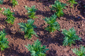 Young Green Plants Growing in Soil Under Sunlight