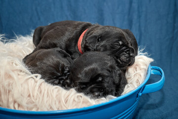 A group of adorable newborn Cane Corso puppies lying close together and sleeping peacefully. The...