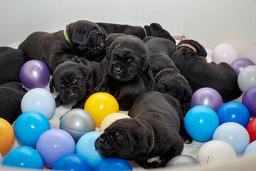 A group of adorable newborn Cane Corso puppies lying close together and sleeping peacefully. The...