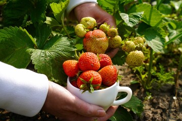 Hands Farmer Woman Picking Large Ripe Strawberries From Bush In Garden Bed In White Porcelain Cup In Garden Plot In Summer As Concept Of Growing Eco-Friendly Berries By Yourself