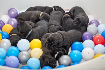 A group of adorable newborn Cane Corso puppies lying close together and sleeping peacefully. The...
