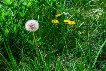 Dandelion in a green meadow